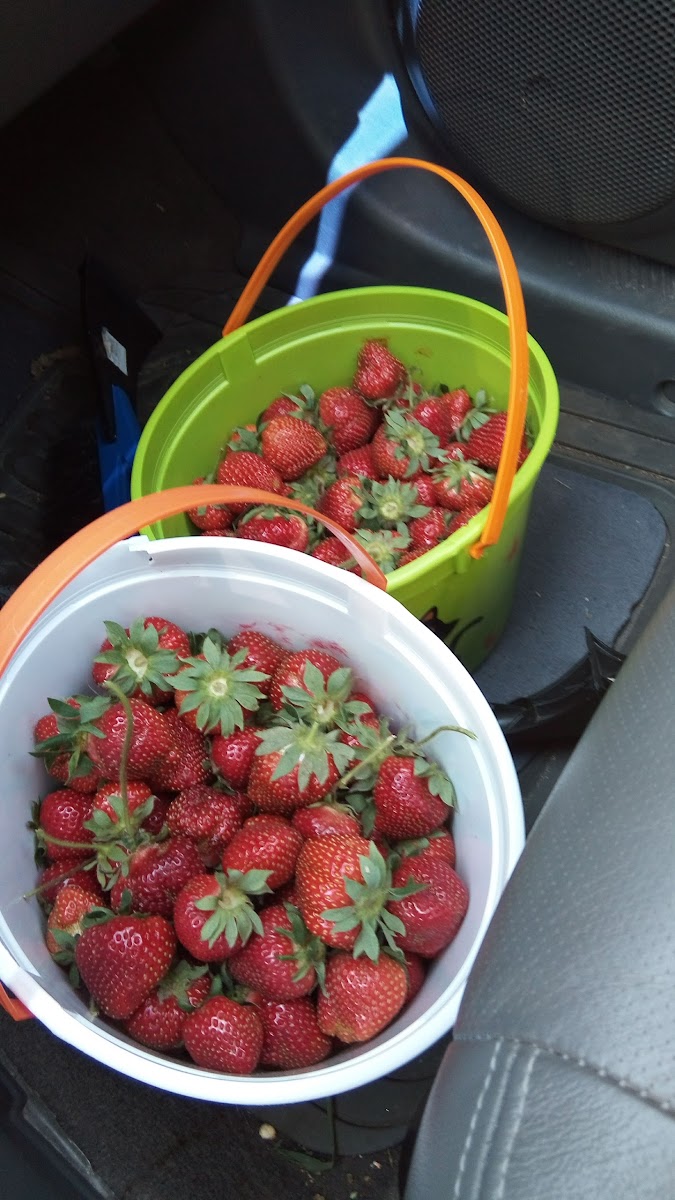 Monnin Fruit Farm-4