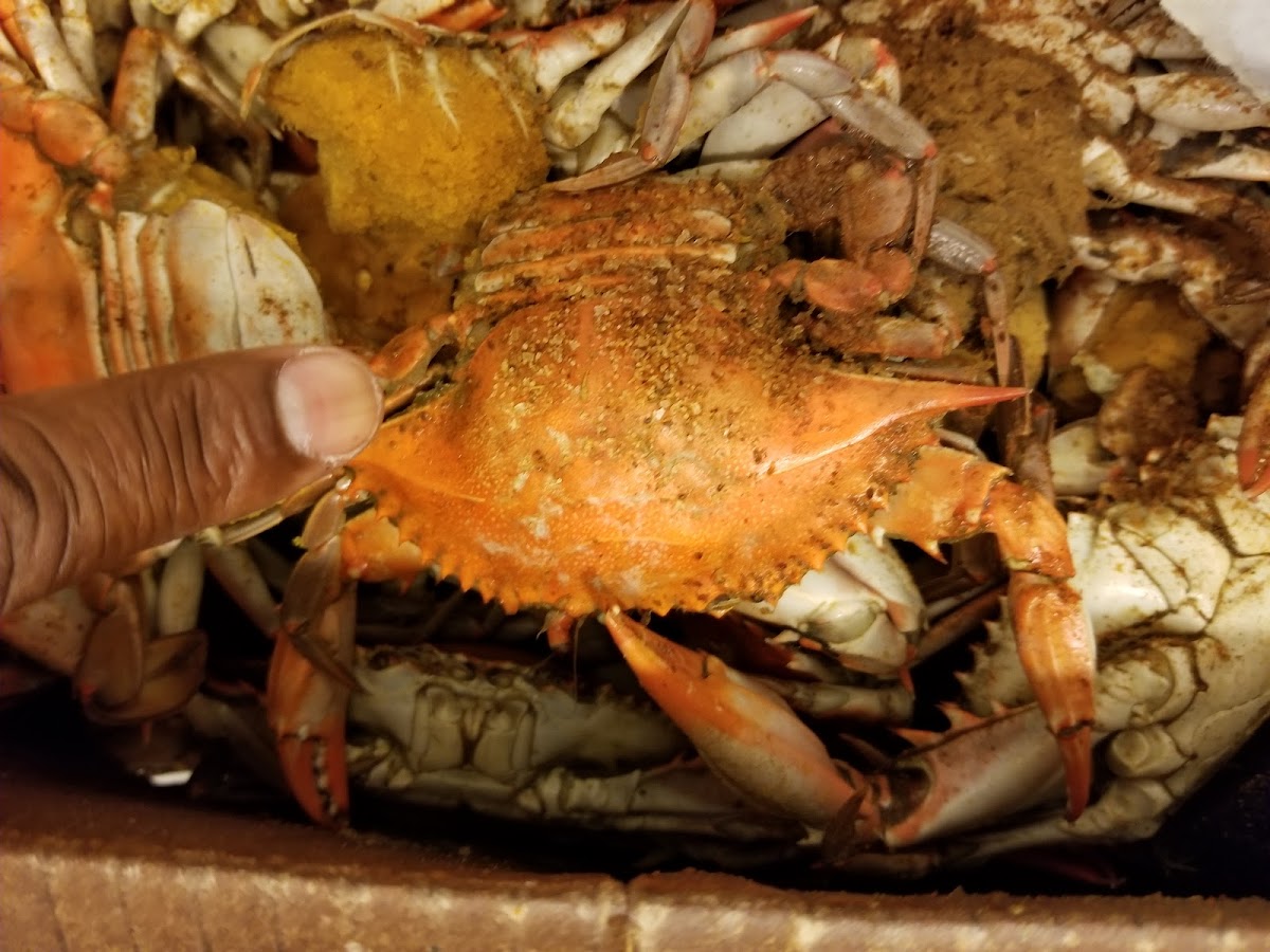 Bay Seafood-5