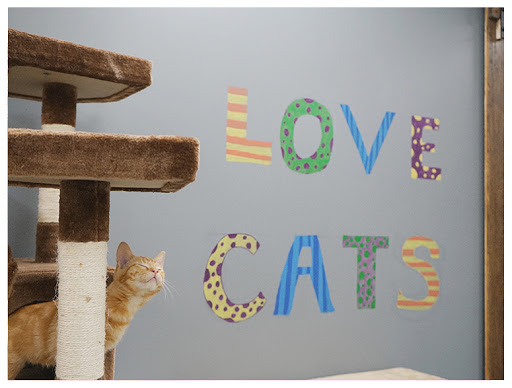 The Catio Cat Lounge